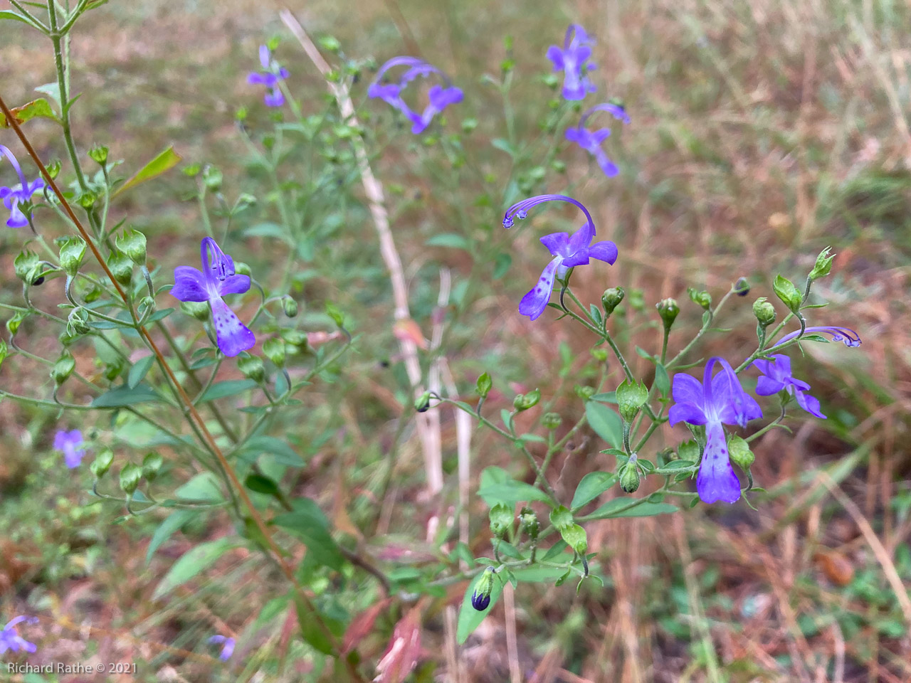 Forked Bluecurls