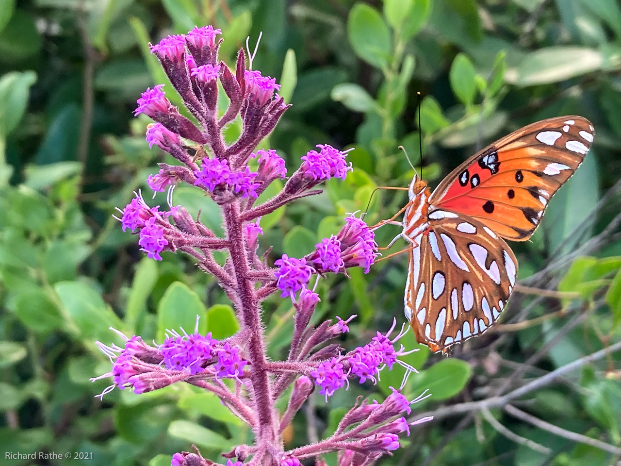 Gulf Fritillary Butterfly