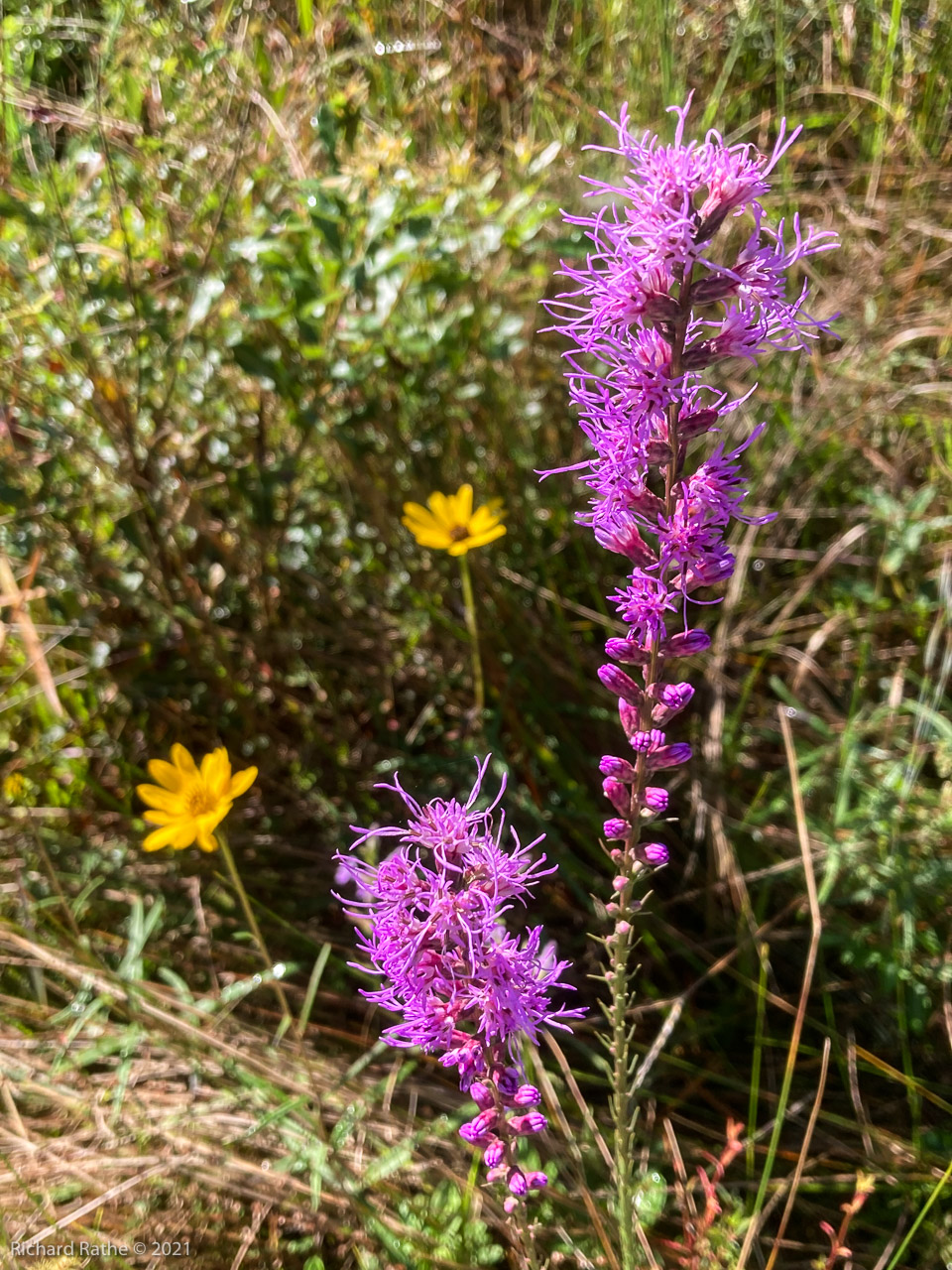 Blazing Star