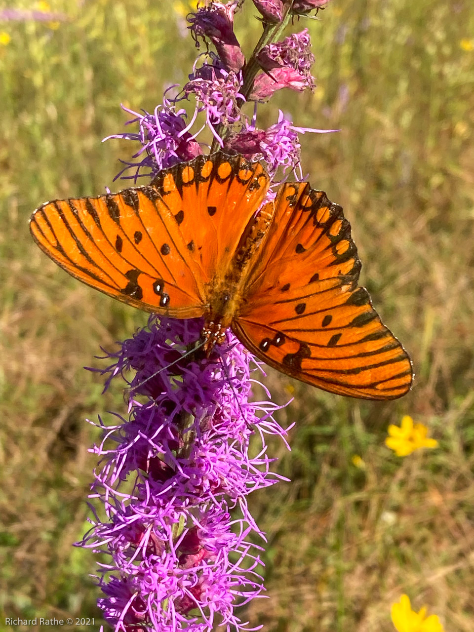 Gulf Fritillary Butterfly