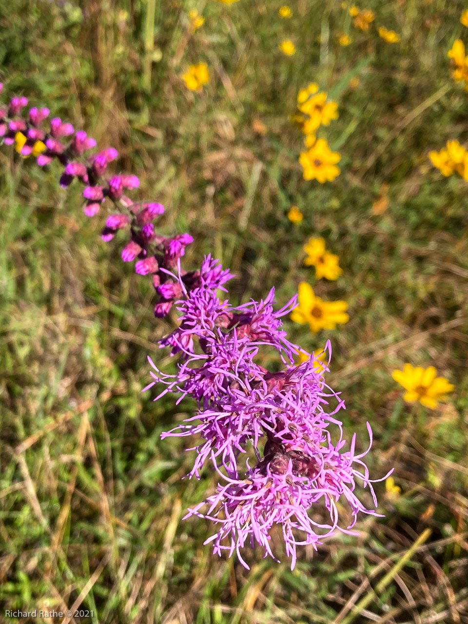 Blazing Star