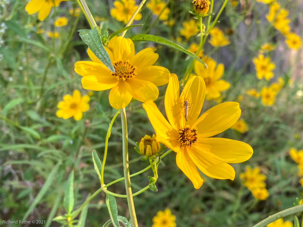 Bidens laevis