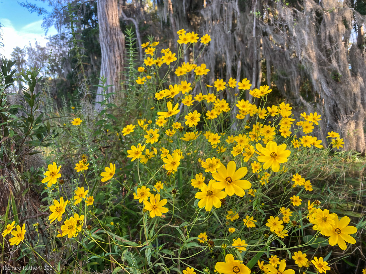 Bidens laevis