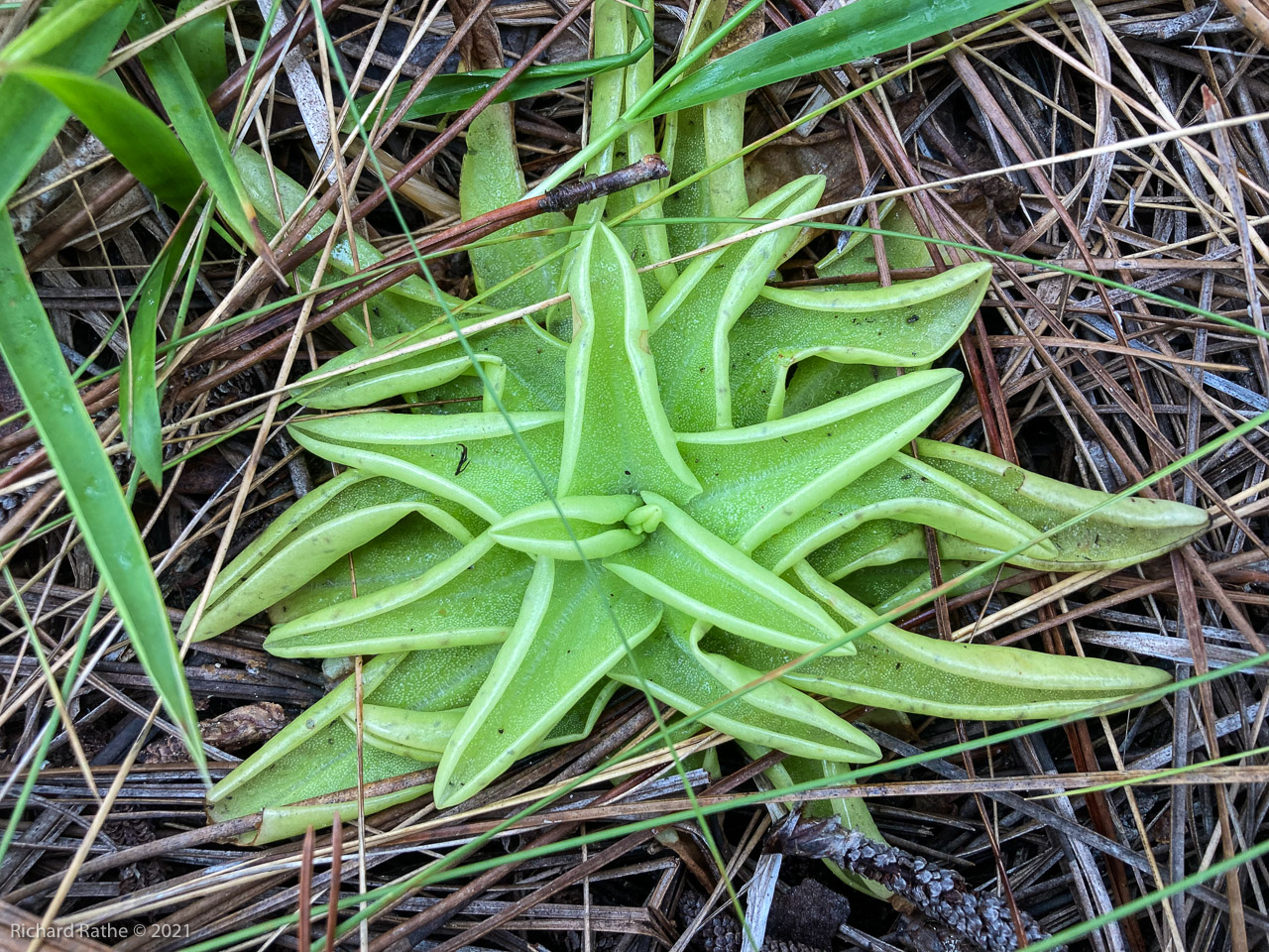 Butterwort