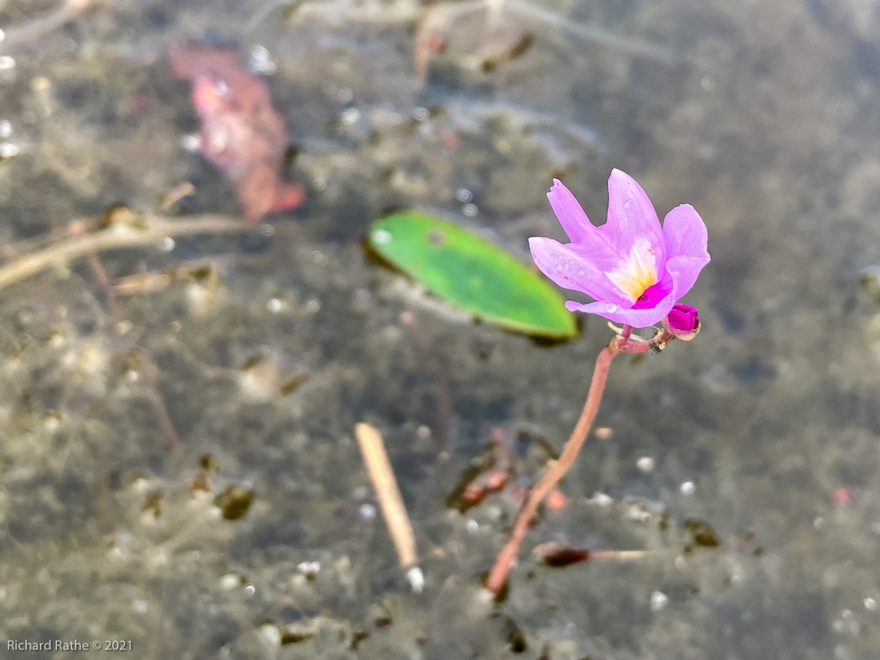 Purple Bladderwort