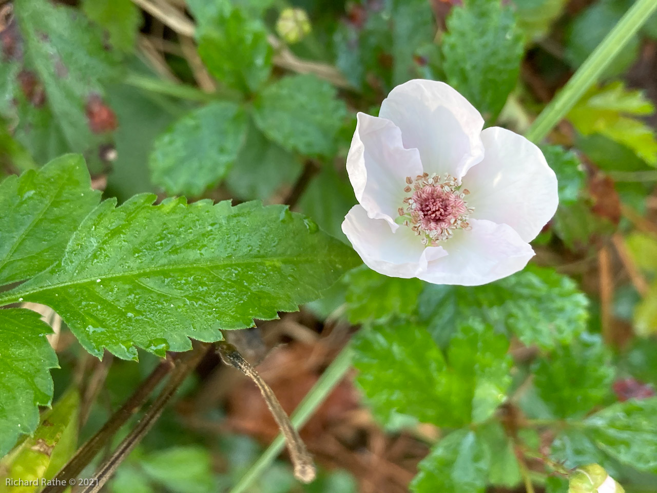 Blackberry Flowers