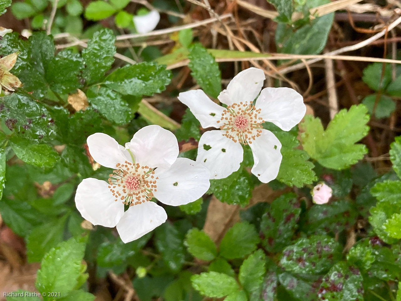 Blackberry Flowers