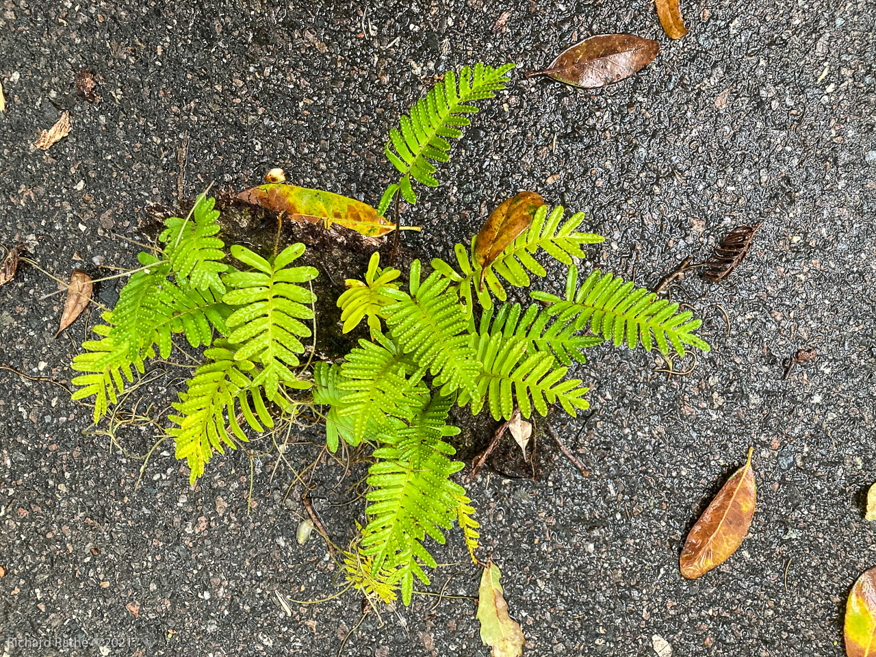 Resurrection Fern