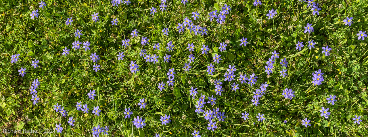 Blue-Eyed Grass