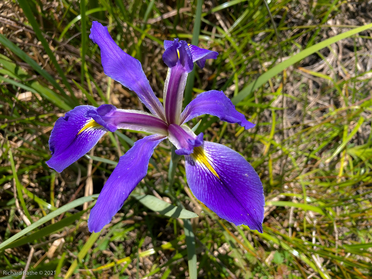 Iris versicolor