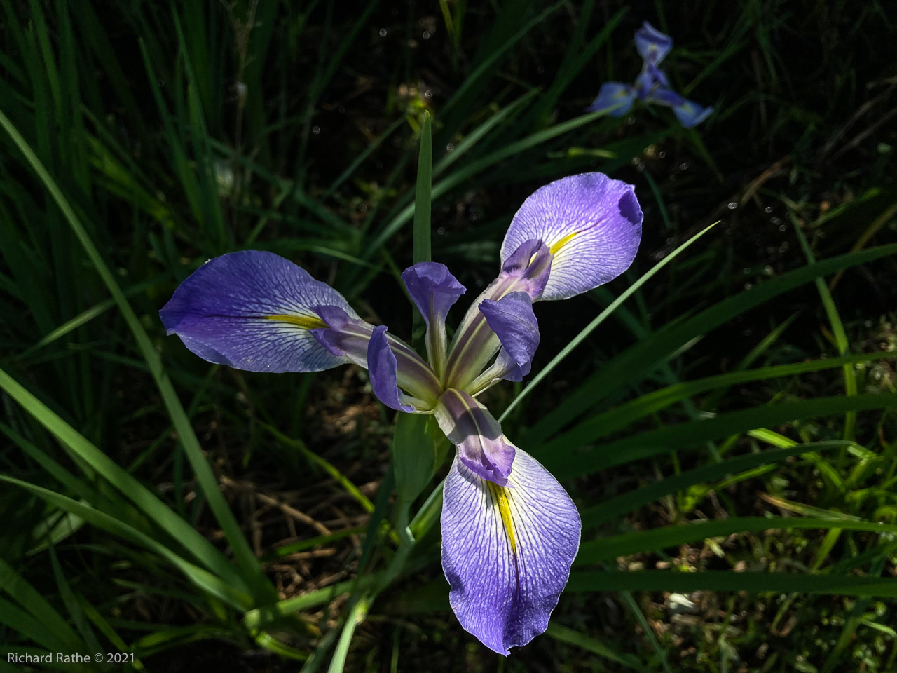 Iris versicolor