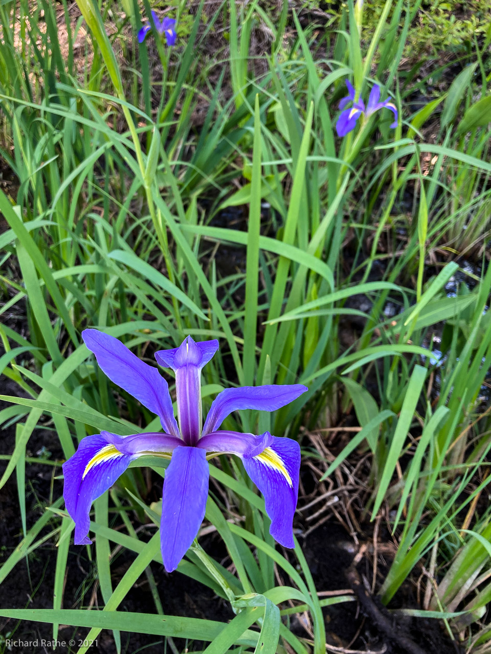 Iris versicolor