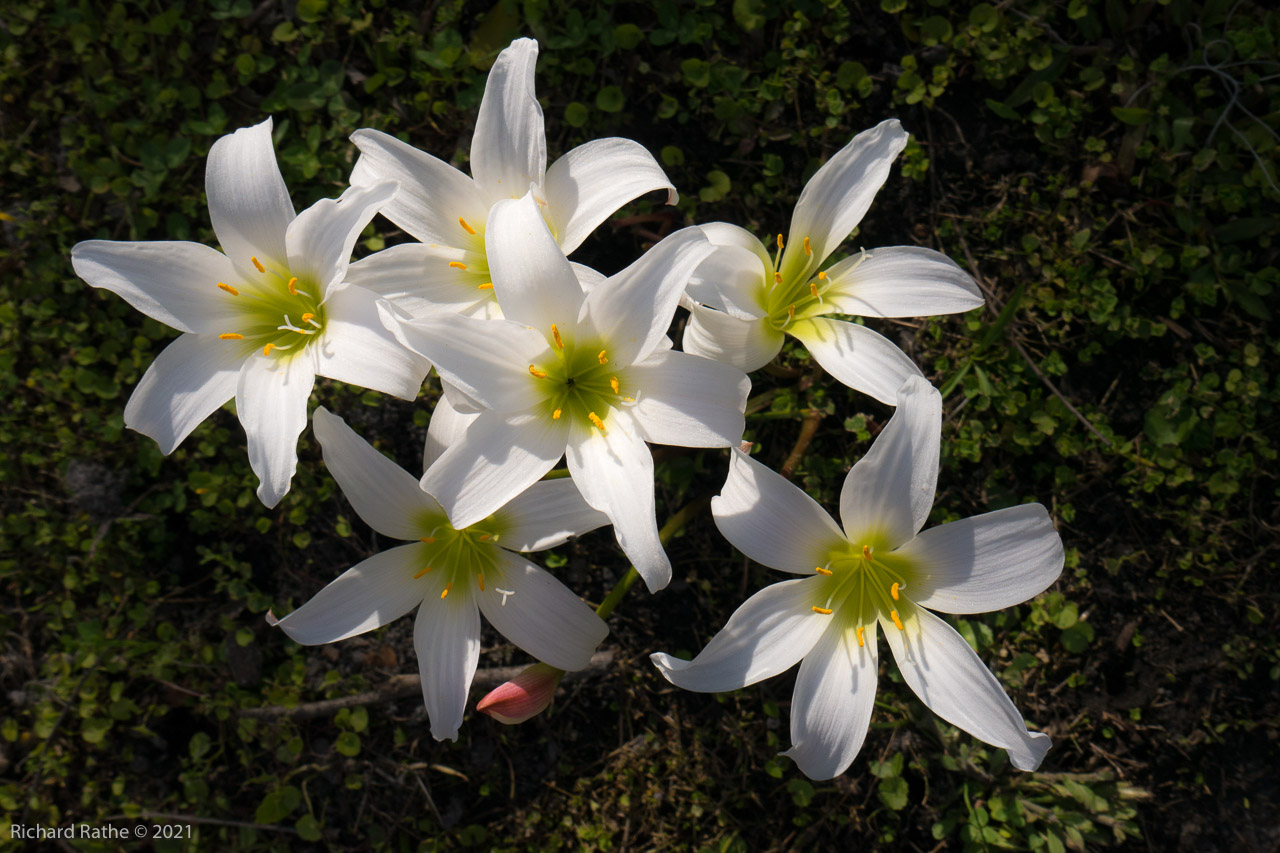 Rain Lily