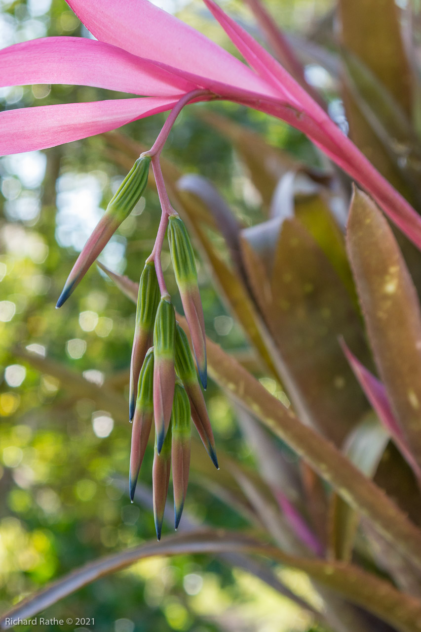 Bromeliad