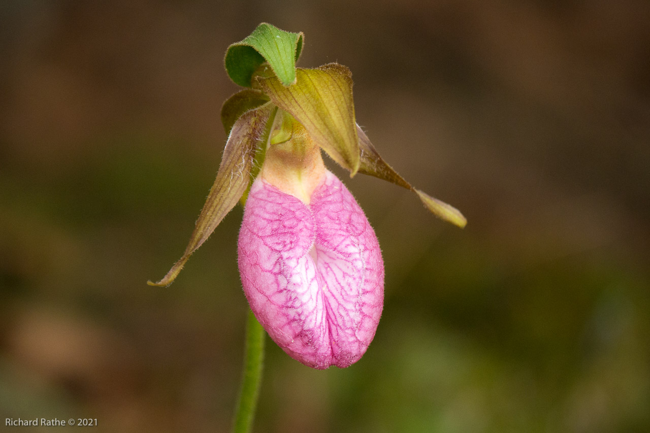 Pink Lady's Slipper Orchid