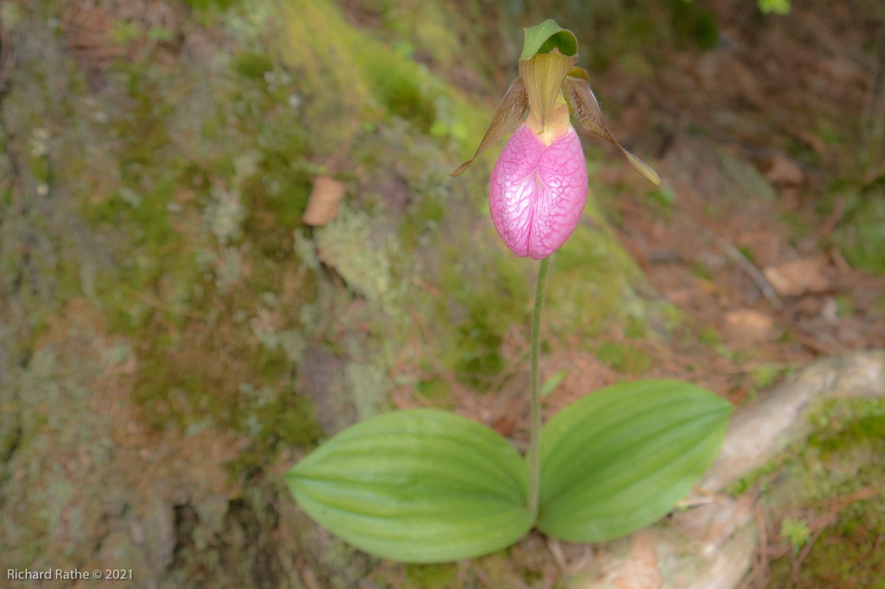 Pink Lady's Slipper Orchid