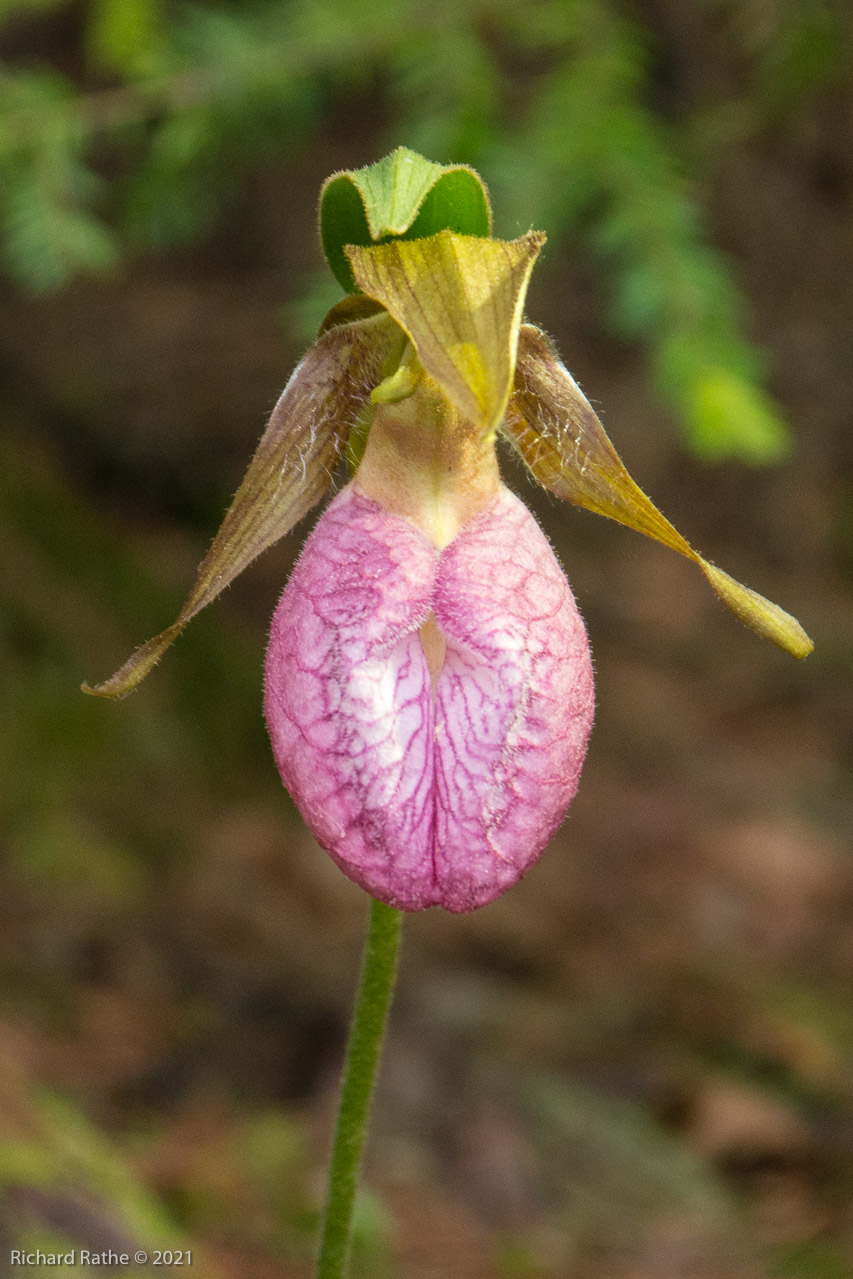 Pink Lady's Slipper Orchid