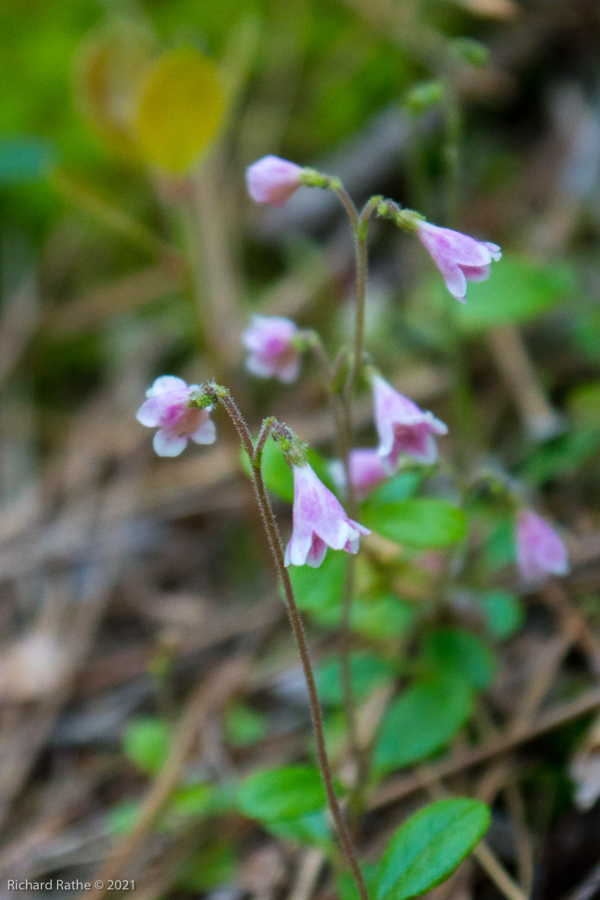 Twin Flower