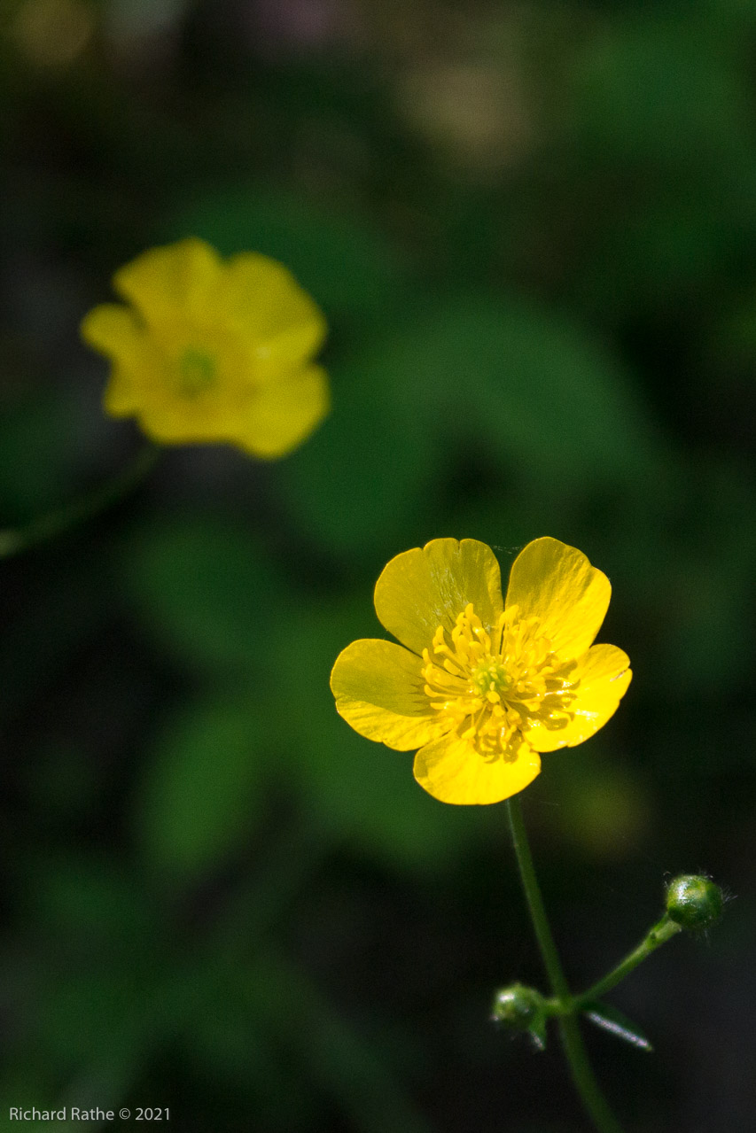 Marsh Marigold