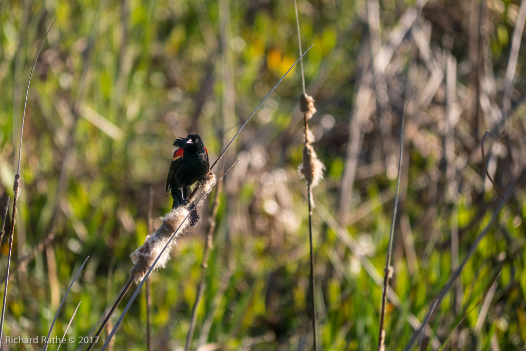 Red-Winged Blackbird