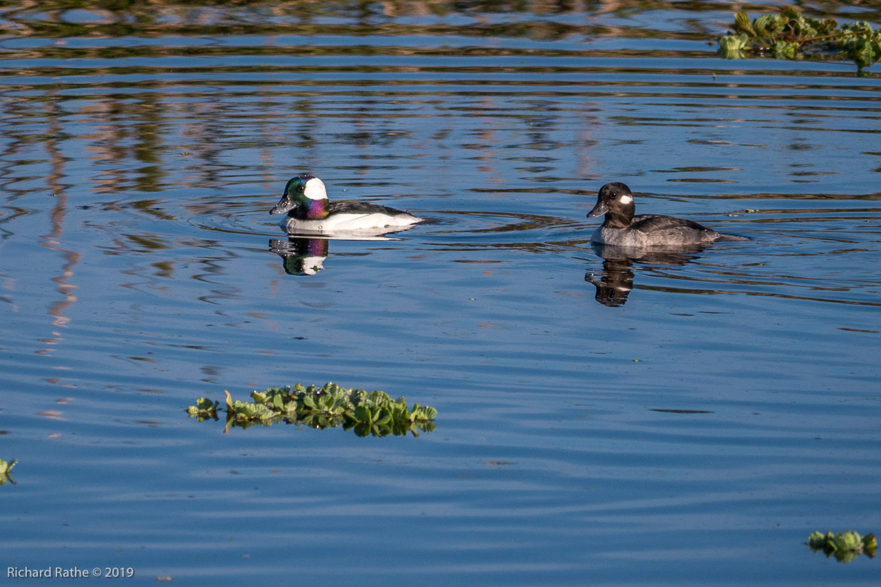 Bufflehead