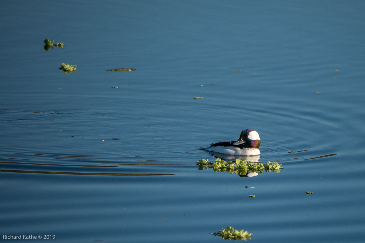 Bufflehead