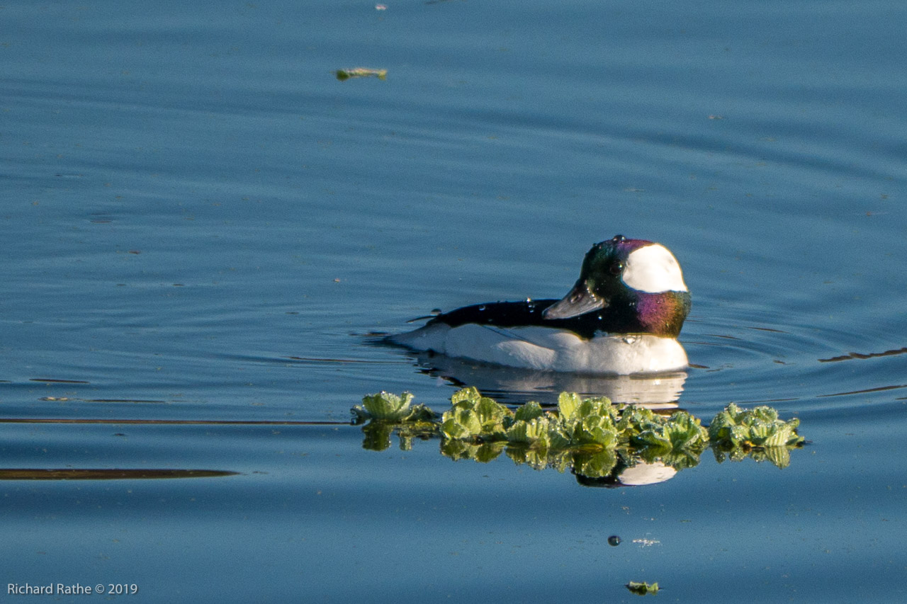 Bufflehead