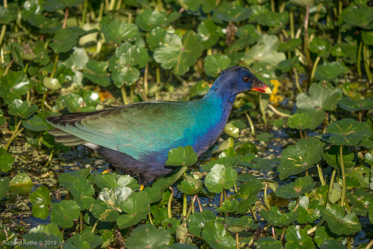 Purple Gallinule