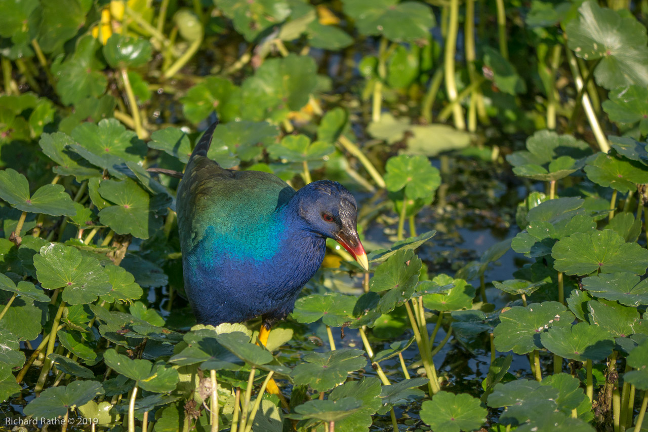 Purple Gallinule