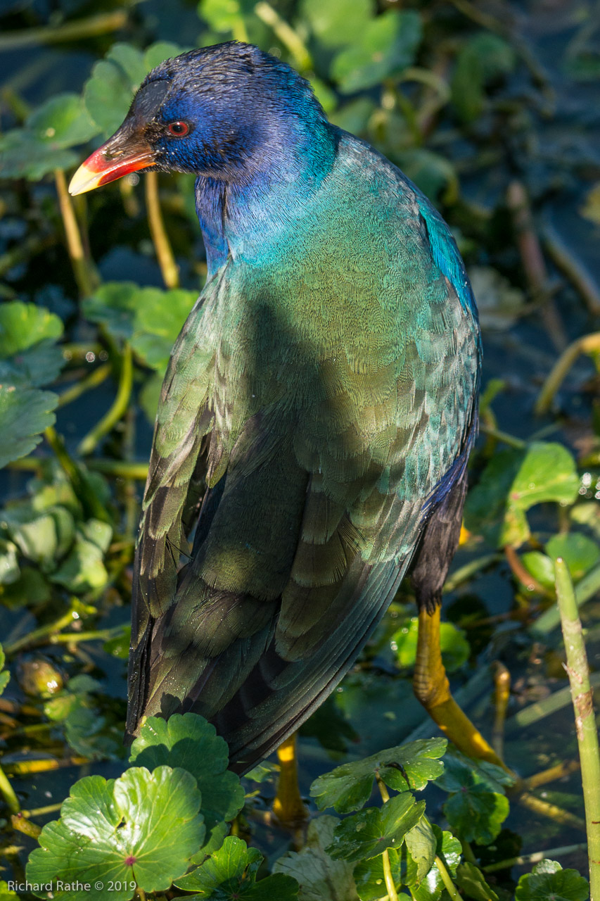 Purple Gallinule