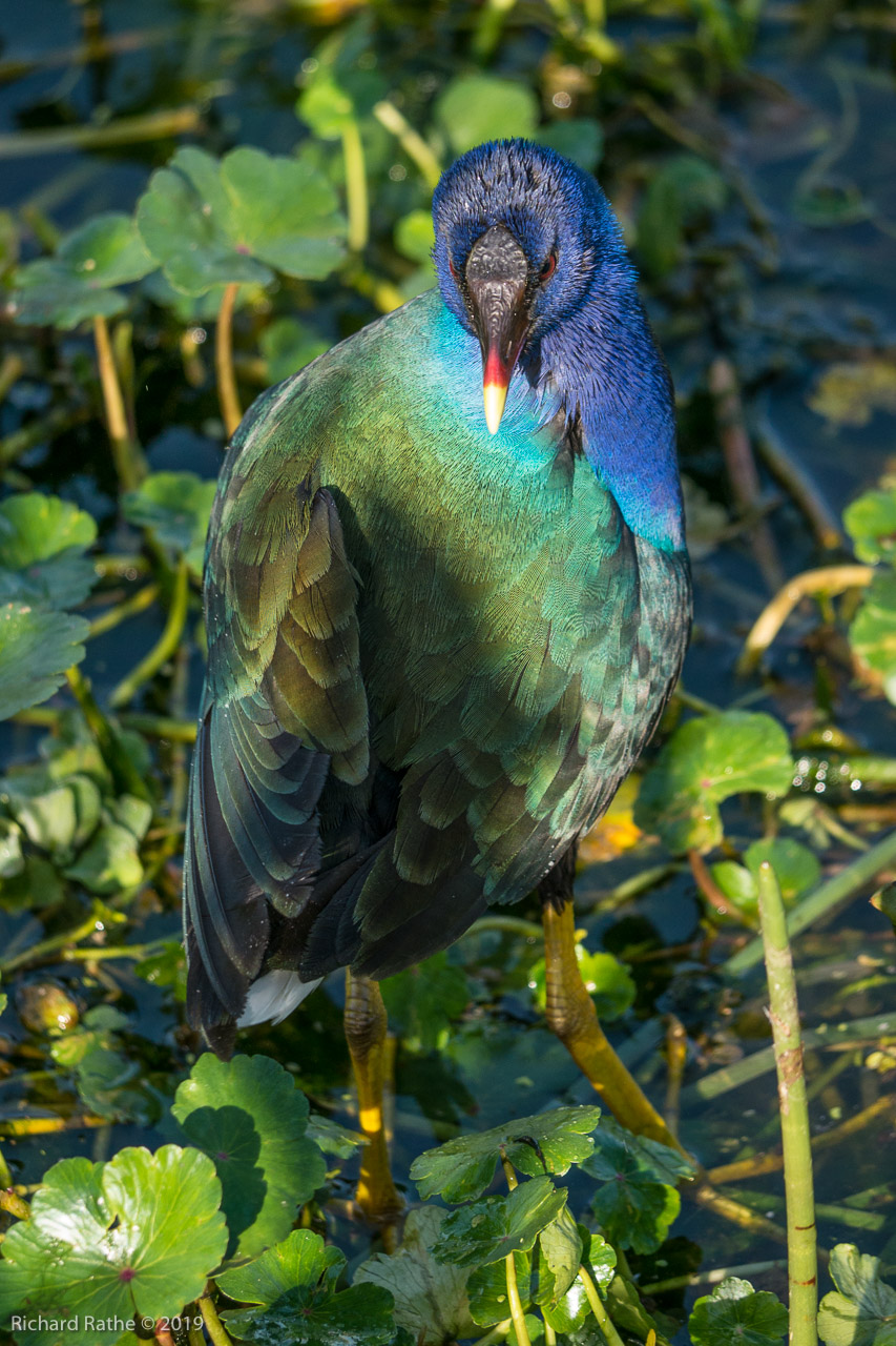 Purple Gallinule