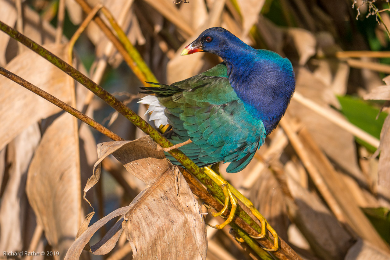 Purple Gallinule