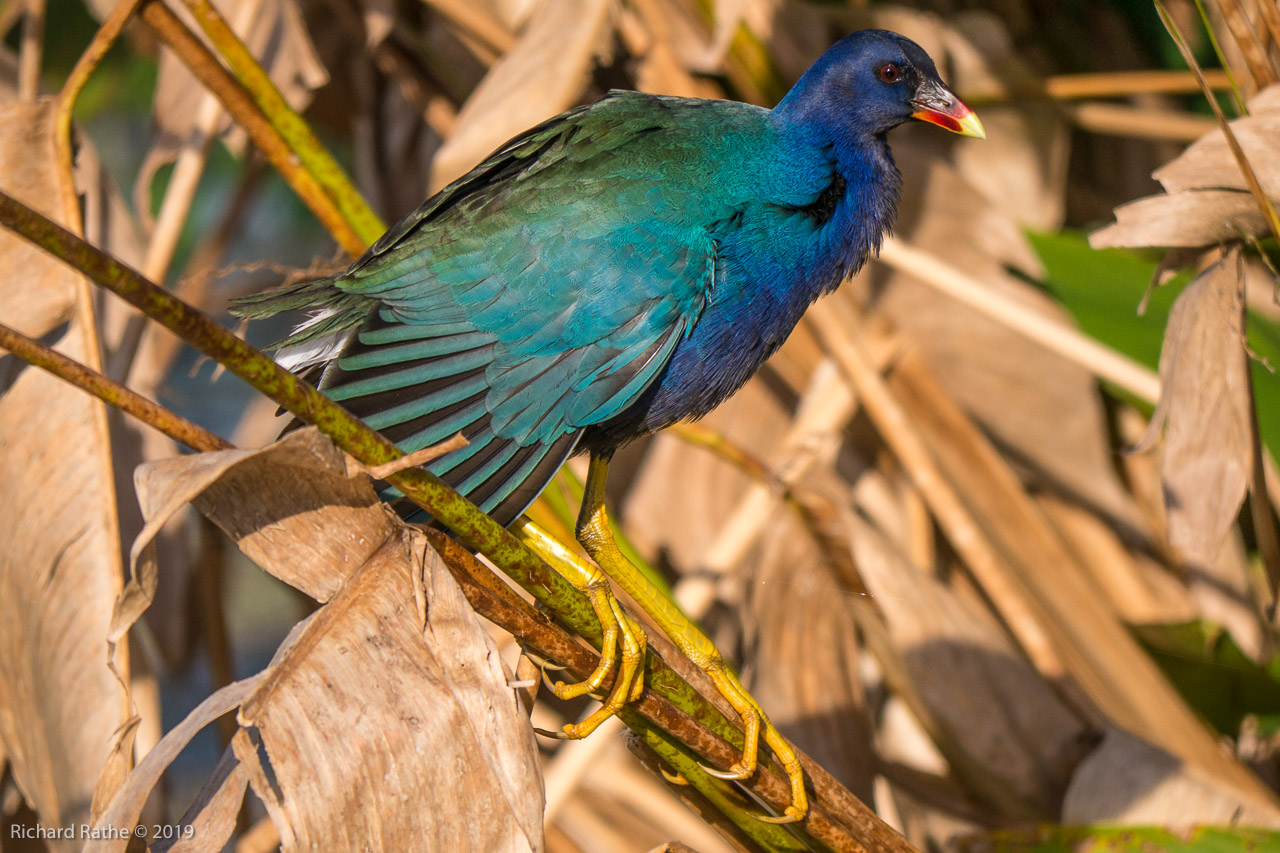 Purple Gallinule