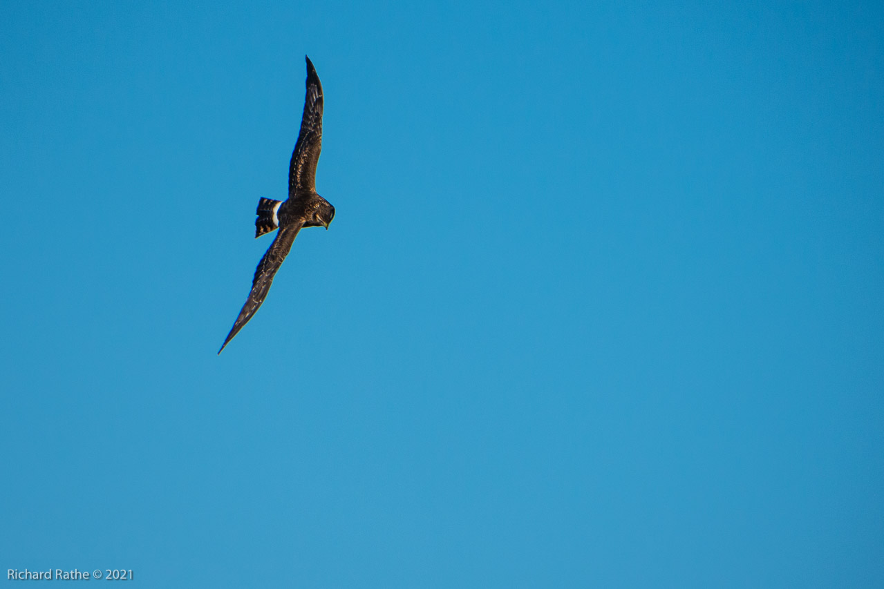 Northern Harrier