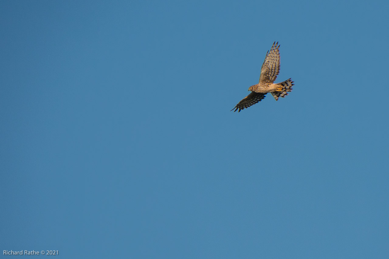 Northern Harrier