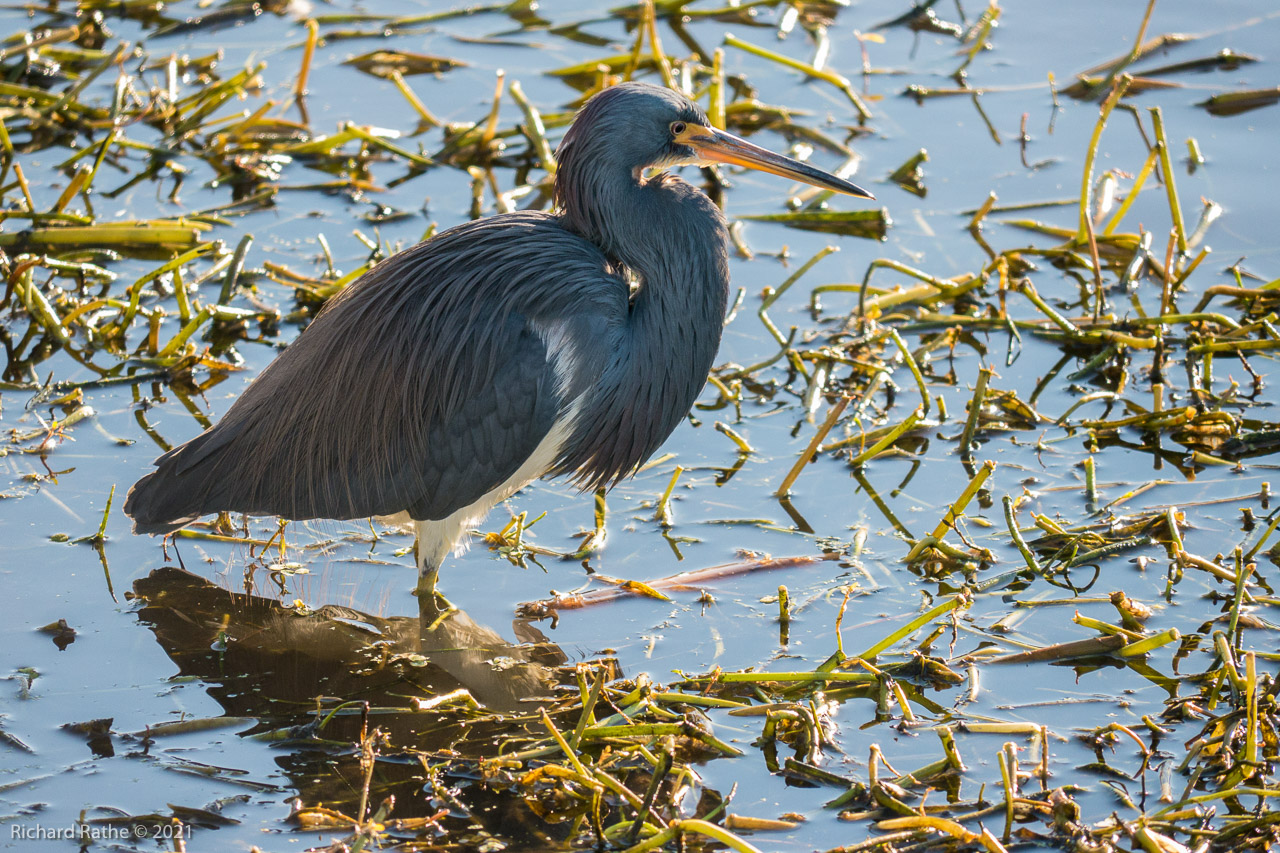 Tricolor Heron