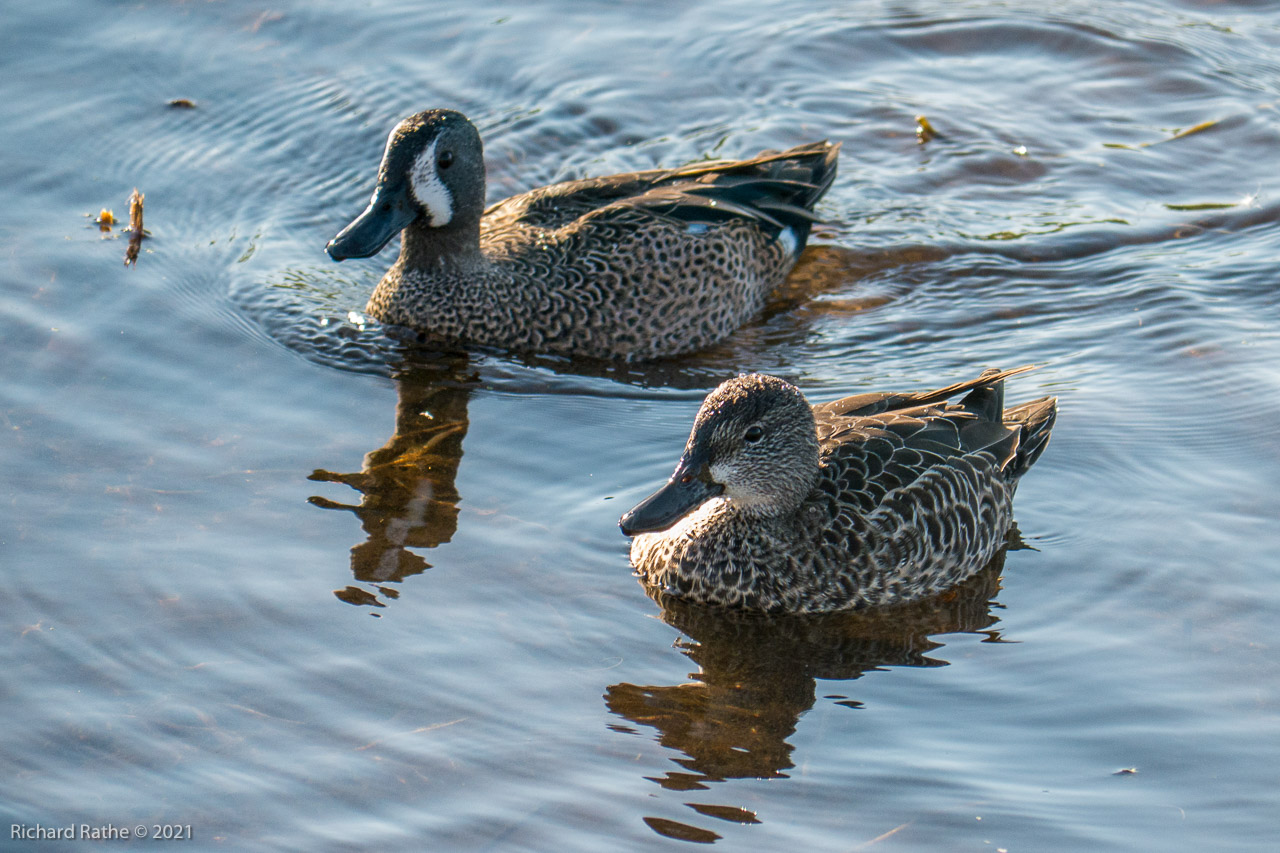 Blue-Winged Teal