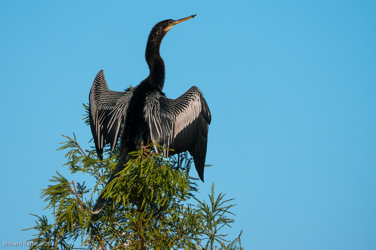 Anhinga