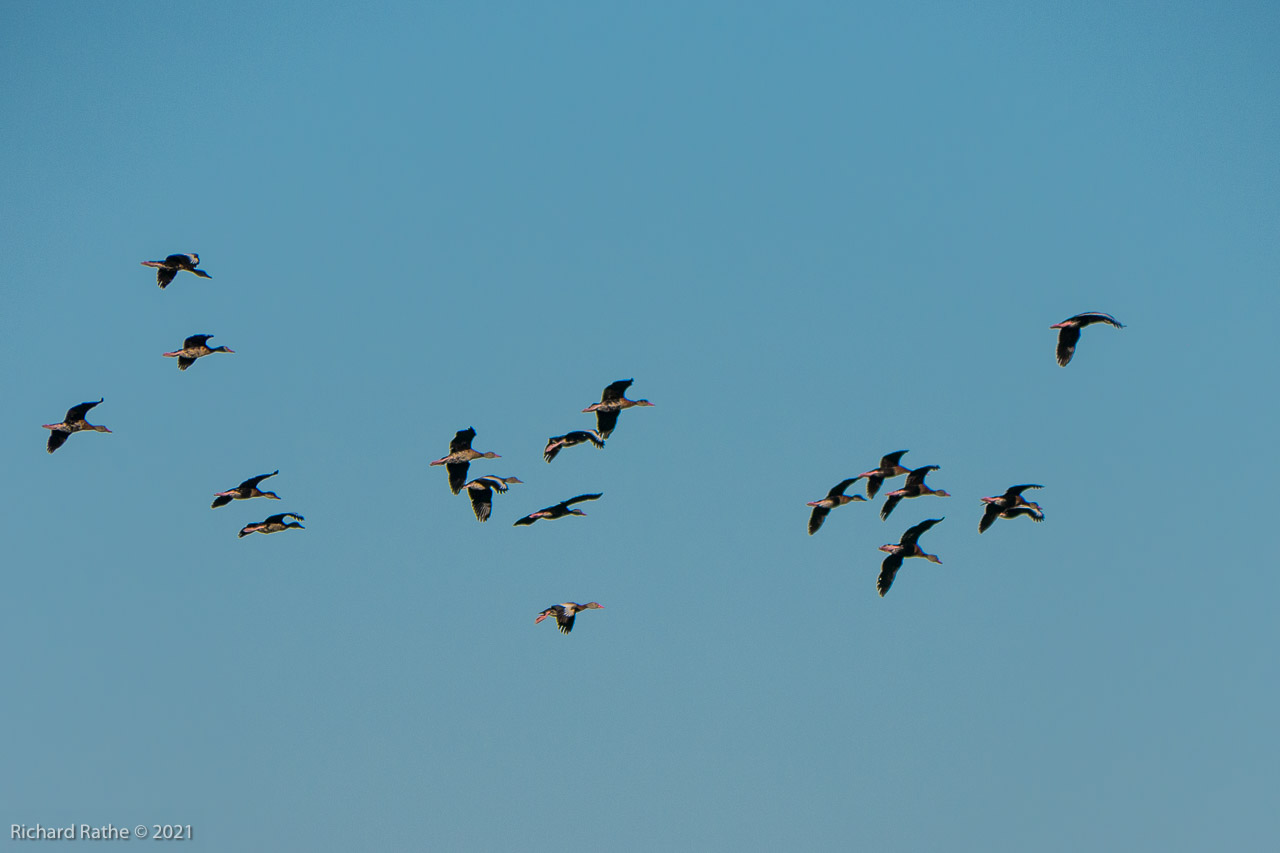 Black-Bellied Whistling Ducks