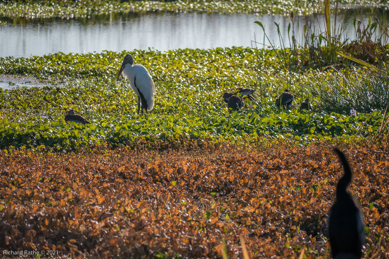 Wood Stork