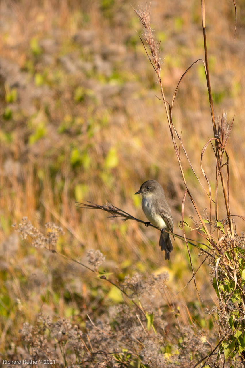 Eastern Phoebe