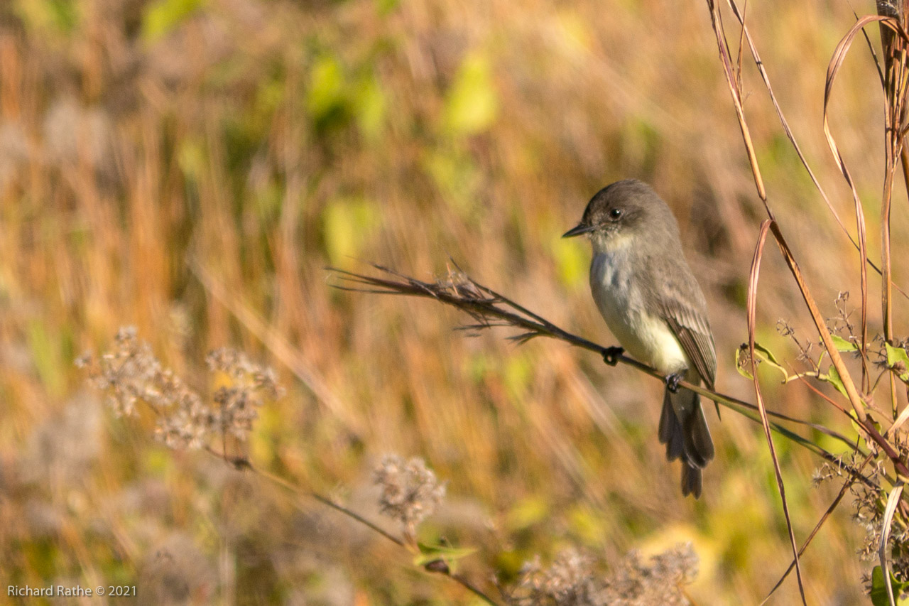 Eastern Phoebe