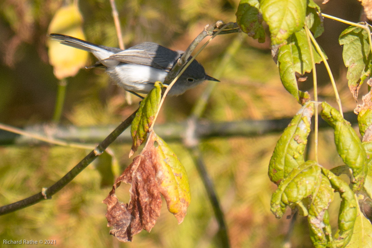 Blue-Gray Gnatcatcher