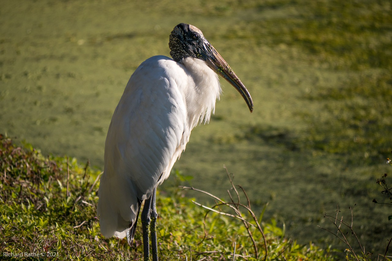 Wood Stork