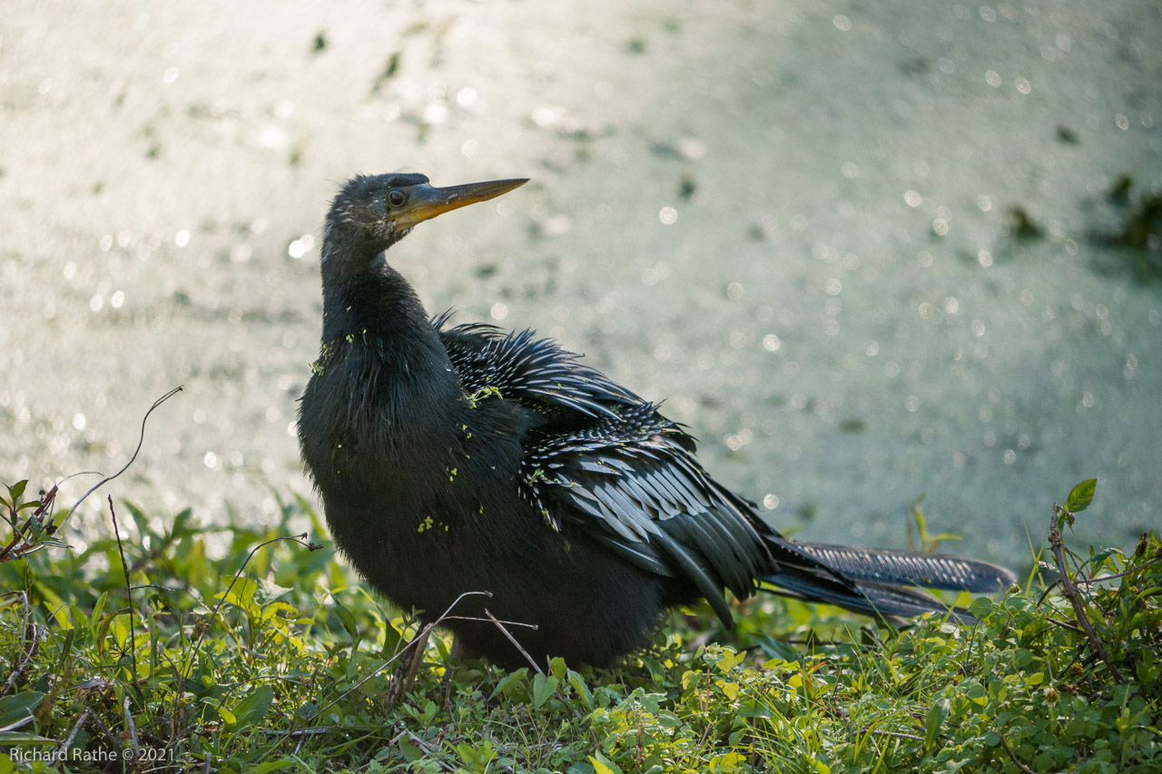 Anhinga