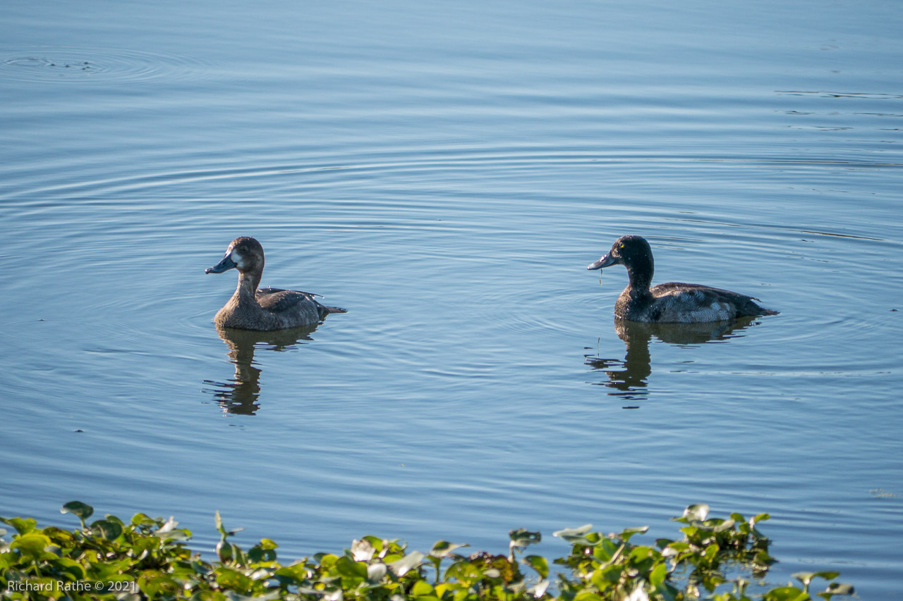 Lesser Scaup