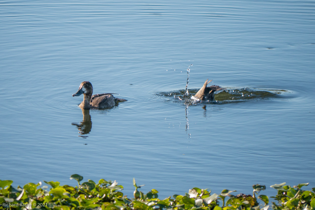 Lesser Scaup