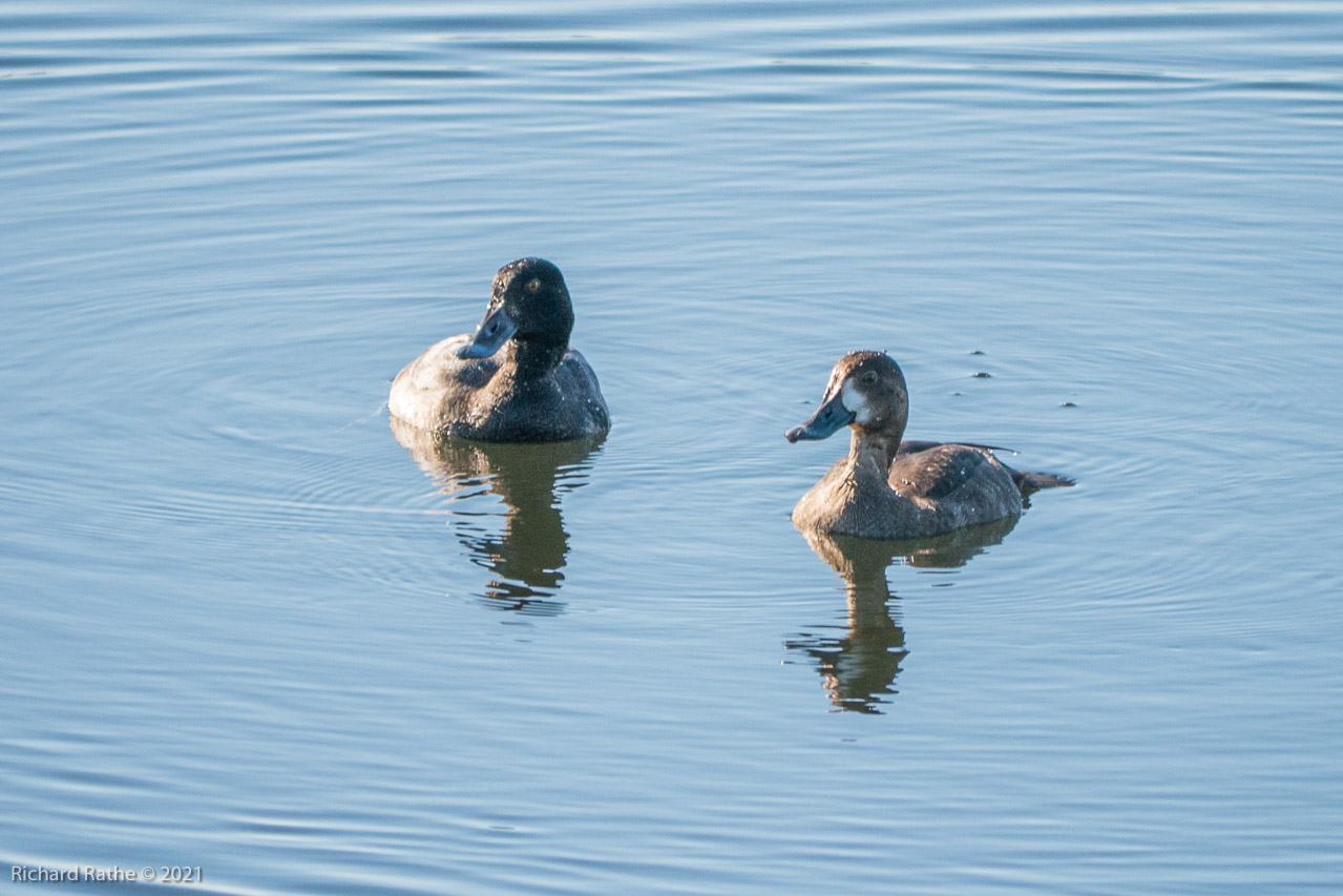 Lesser Scaup