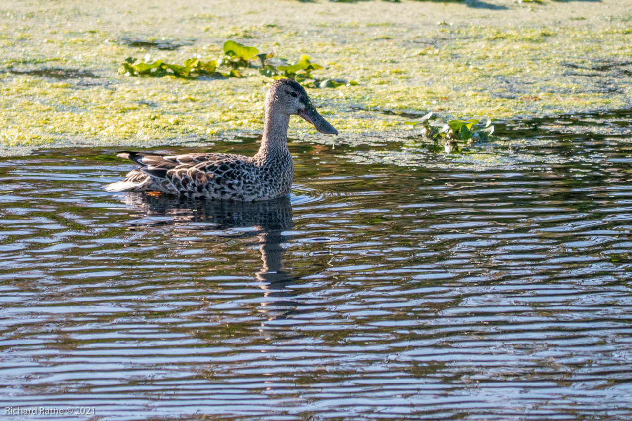 Northern Shoveler