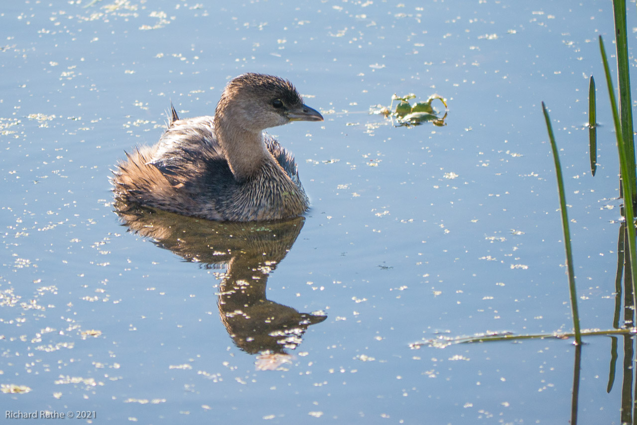 Pied-Billed Grebe